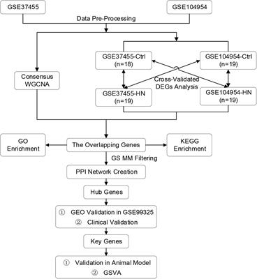 Comprehensive Bioinformatics Analysis Identifies POLR2I as a Key Gene in the Pathogenesis of Hypertensive Nephropathy